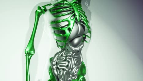 Modelo-De-Huesos-De-Esqueleto-Humano-Con-órganos